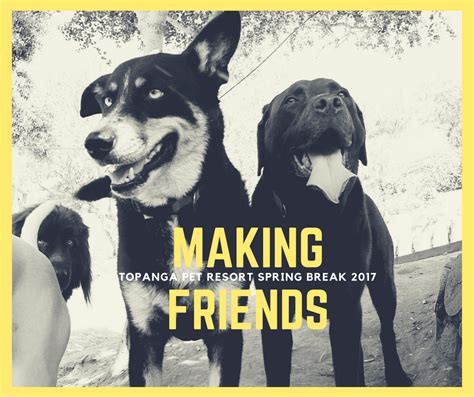 See more of best friends pet resort & canine academy on facebook. Making Friends - Spring Break 2017 #topangapetresort # ...