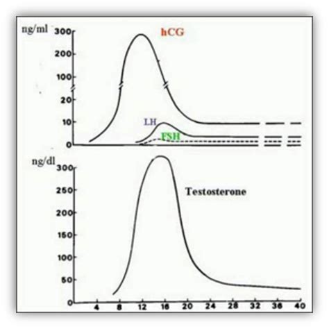 figure 28 [control of testosterone production in ] endotext ncbi bookshelf