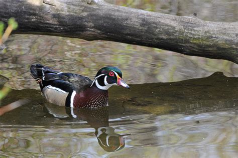 Wood Duck Sleeping Wolves Nature
