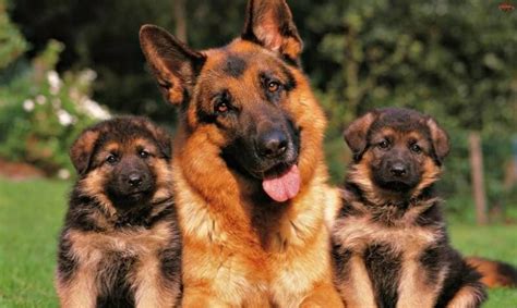 15 Interesting Facts About German Shepherd Dogs Page 2 Of 5 The Dogman