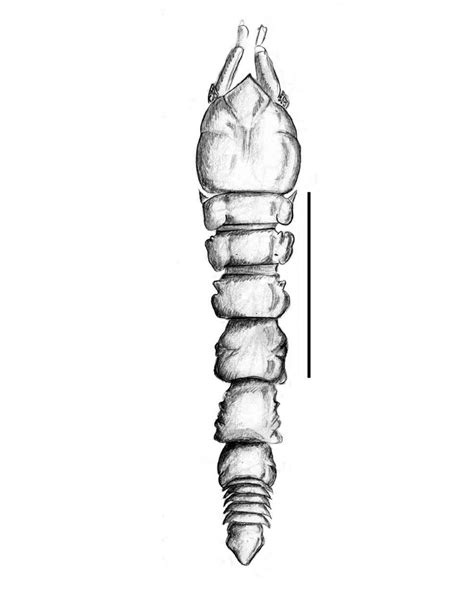 Pugiodactylus Syntomos Spnov Holotype Female Dorsal Scale Line 1