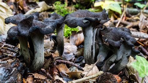 Horn Of Plenty Mushroom Craterellus Cornucopioides Flickr