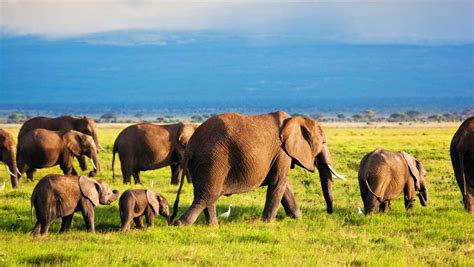 Kenyas Tourist Attractions Where To Go And What To Do