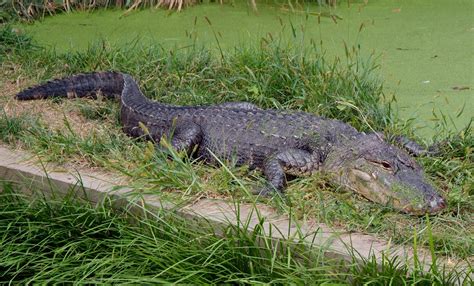 American Alligator Smithsonians National Zoo