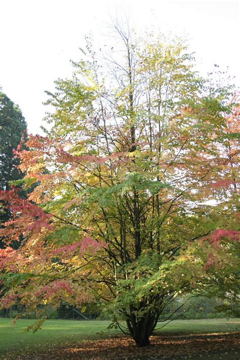Flowering trees of the world + join group. 30 Great Flowering Trees For Alabama Gardens - ProGardenTips