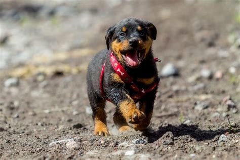 cutest dog breeds  puppies readers digest