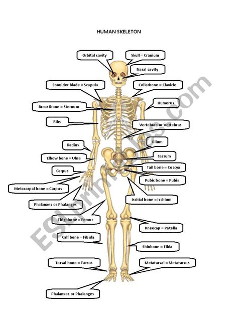Printable Anatomy Worksheets Skeleton Printable Worksheets Human Images And Photos Finder