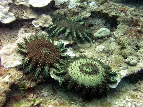 10 Of The Coolest Crown Of Thorns Starfish Pictures Laughtard