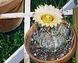If you do choose to take the supplement, the national institutes of health (nih)recommends that you look for a supplement facts label on the product that you buy. CactusMuseum.com Photos (Astrophytum capricorne - Goat's ...