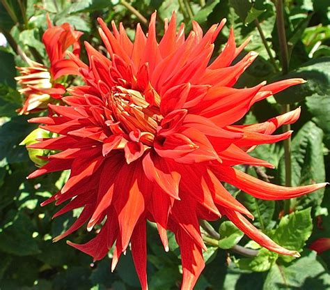 Blooming Plants Spectacular Photos Of Dahlias Live Science