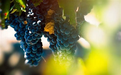 Download Wallpapers Grapes Evening Sunset Vineyard Bunches Of