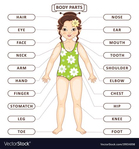 Flat Asian Girl Body Part Vocabulary Royalty Free Vector