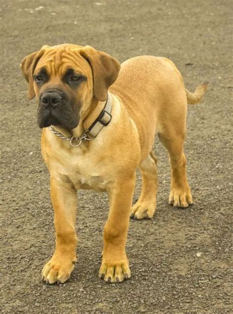 80 Best Boerboel Dog Names The Paws