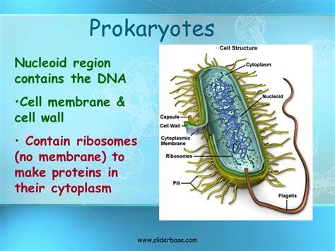 Basic Structure Of A Cell Presentation Biology