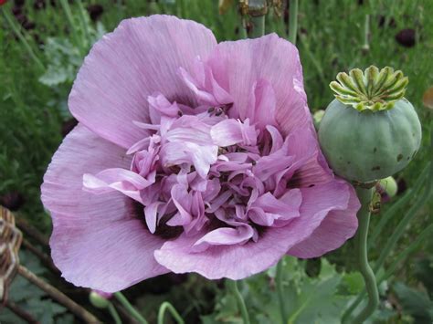 Opium Poppy Love Wild Acre
