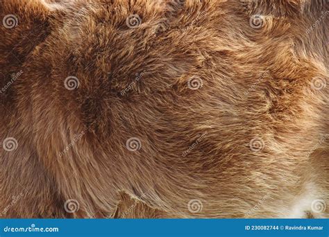 Fur Is A Thick Growth Of Hair That Covers The Skin Of Mammals Stock