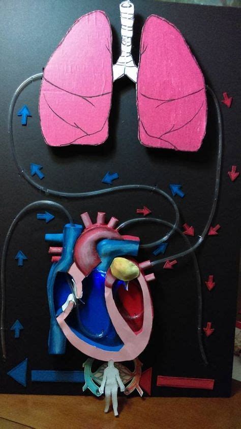 Maqueta Del Sistema Circulatorio Maqueta Cuerpo Humano Maquetas