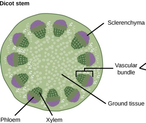 Xylem Vs Phloem Difference Between Xylem And Phloem Difference Zohal