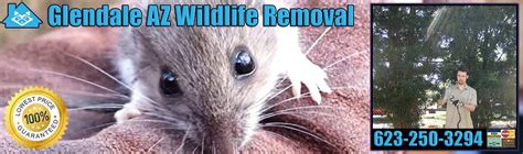 Economical nuisance animal trapping & removal services. Pest Animal Removal Glendale: Wildlife Control, Critter ...