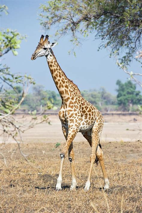 Thornicrofts Giraffe Giraffa Photograph By Nick Garbutt Fine Art