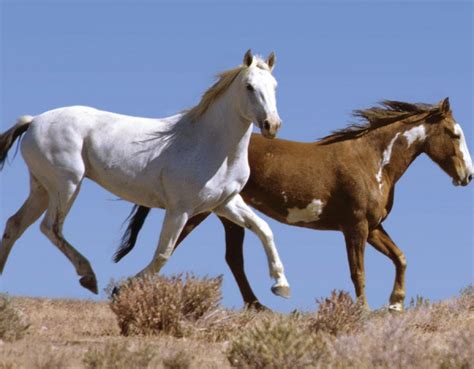 Facts About Mustang Horses Some Interesting Facts