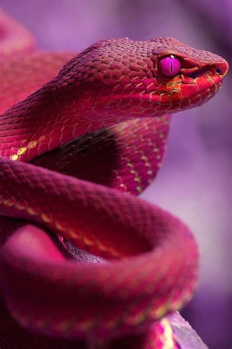 Check out our handy wallpaper selection for the very best in unique or custom, handmade pieces did you scroll all this way to get facts about handy wallpaper? Pin von Leooo auf Reptilien in 2020 | Schöne schlangen ...