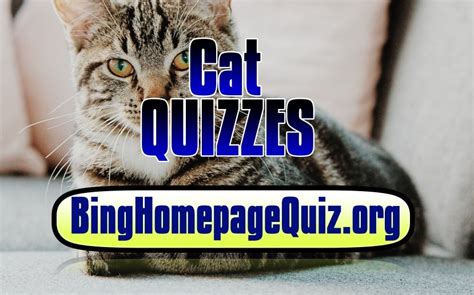 Bing Cat Quiz Bing Homepage Quiz