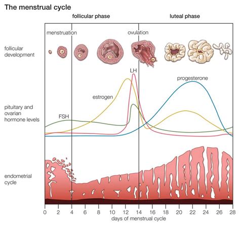 What Happens During Your Menstrual Cycle