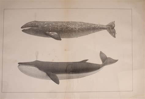 Natural History Of The Cetaceans And Other Marine Mammals Of The