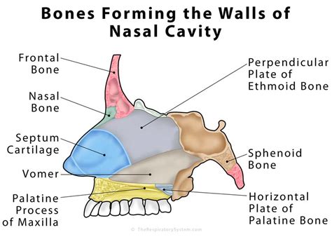 Anterior lateral nasal branch of anterior ethmoidal artery. Nasal Cavity Definition, Anatomy, Functions, Diagrams