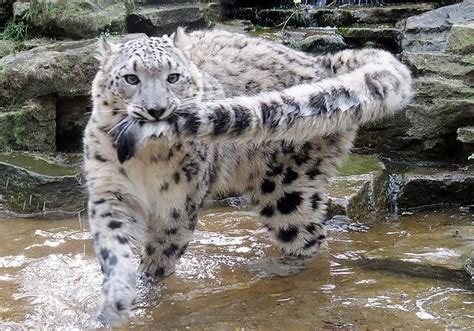 These Photos Of Snow Leopards Biting Their Own Tails Will Make Your Day