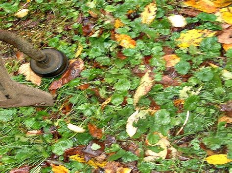 But you can make even such unpleasant undertaking as getting rid of house flies a bit more fun. How to Get Rid of Creeping Charlie - Mike's Backyard Nursery