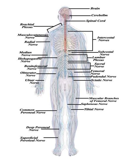 Human Central Nervous System Diagram Nervous System Diagram High