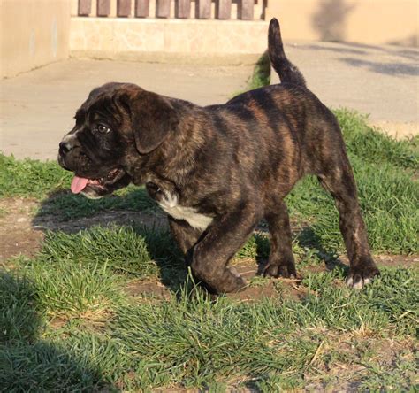 Brindle Cane Corso Puppy Photos All Recommendation