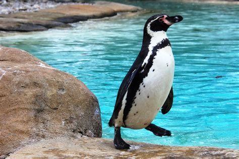 New Penguin Exhibit Opening At Chicagos Lincoln Park Zoo Wglt