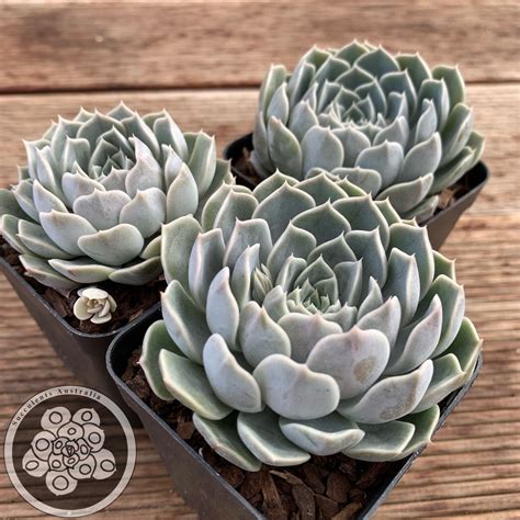 Echeveria Lucinda Succulents Australia Sales