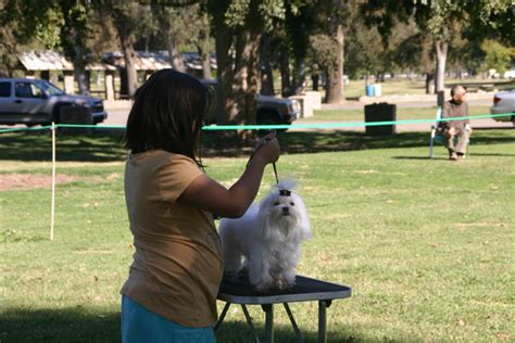 How can i keep my dog's hair healthy? how fast does hair grow? - Maltese Dogs Forum : Spoiled ...