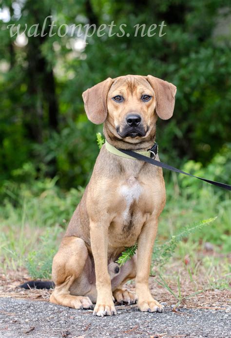 Hound Cur Animal Shelter Pet Photography Blog William Wise Photography