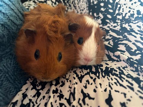 Guinea Pig Small Animals For Rehoming London Kijiji