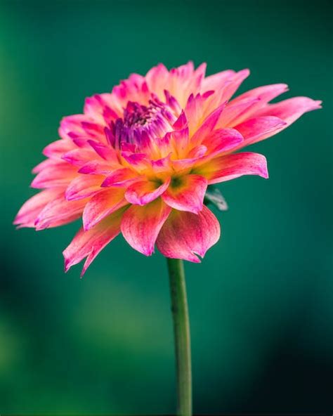 Dahlias Photos Download Free Dahlias Stock Photos And Hd Images