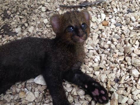 This Is A Baby Jaguarundi A Small Wild Cat Native To