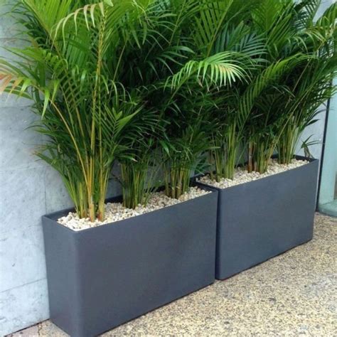 Screens with a variety of plants are more resilient to diseases, pests, and climate challenges. Patio plants Troughs Eco Green Office Plants - Potted ...