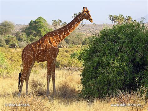Žirafa Síťovaná Naturfotocz