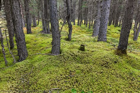 Sphagnum Moss Boreal Forest