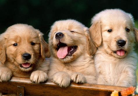 Puppies Are Loughing Wallpapers Hd Desktop And Mobile Backgrounds