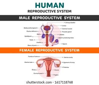 Human Reproductive System Bio Chart 스톡 일러스트 1617118768 Shutterstock