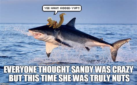 Shark Week Period Meme