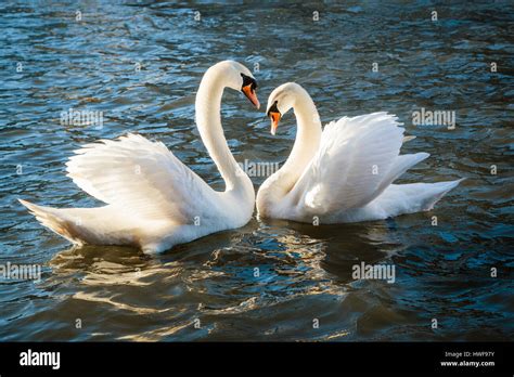 Two Swans In Profile Making Heart Shape Stock Photo Alamy