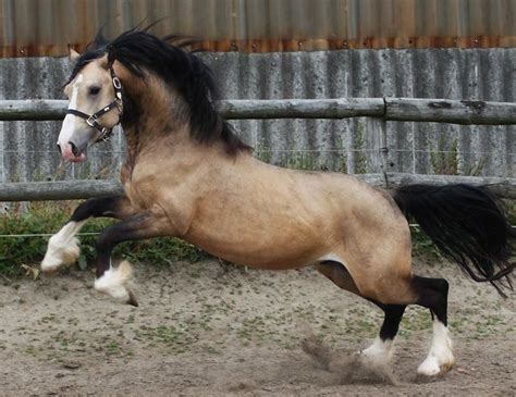 Welsh Cob Hengst Arvalon Rembrandt Beautiful Horses Welsh Pony And