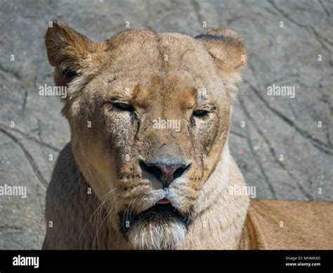 Female African Lion Panthera Leo Stock Photo Alamy